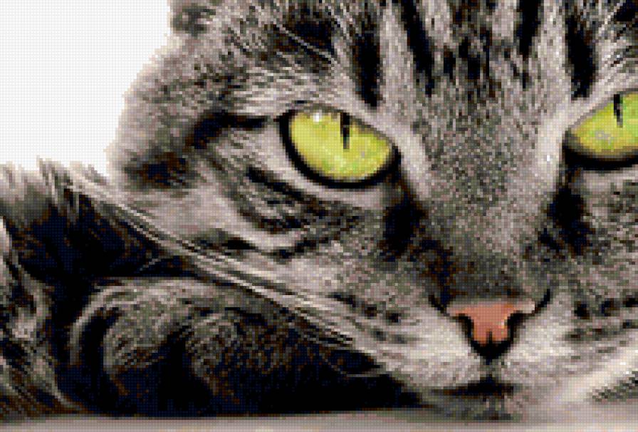 Кошачий взгляд - предпросмотр