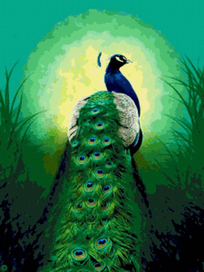 павлин - птицы, птицa, павлин, павлины - предпросмотр