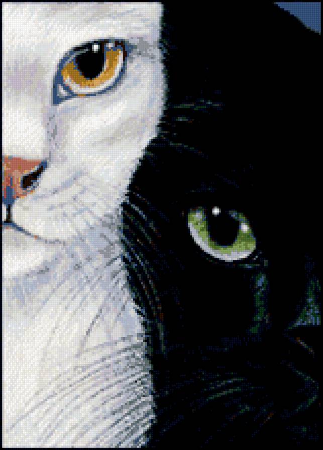 белое и черное - кошки - предпросмотр