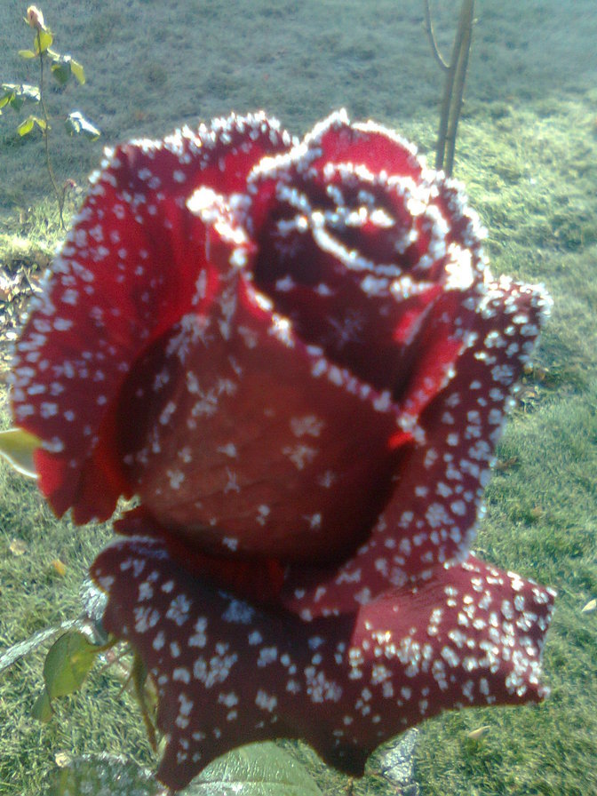 роза во льду - оригинал