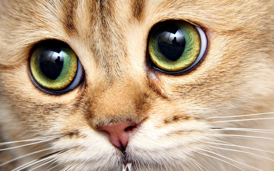 Котик смотрит - оригинал