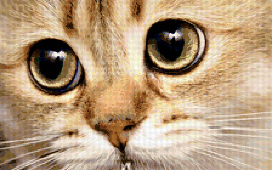 Котик смотрит - предпросмотр