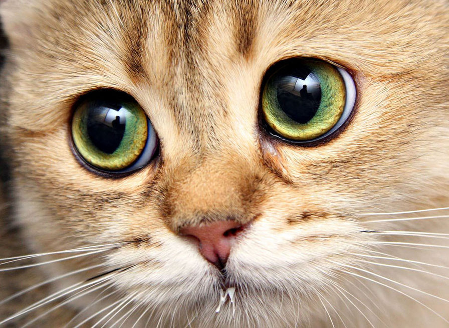 Котик смотрит! - оригинал