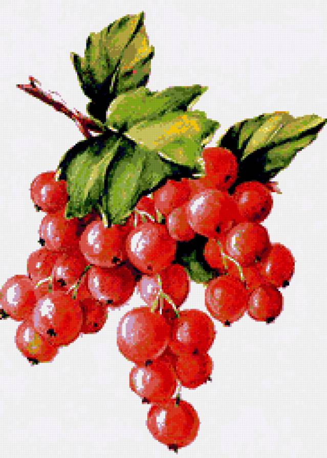 Веточка смородины - смородина, ягодки, красная смородина, панно, гроздь, ягоды - предпросмотр