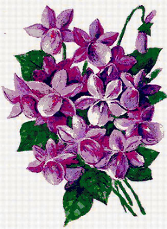 Букет фиалок - фиалка, фиалки, виола, весенние цветы, первоцвет, цветы - предпросмотр