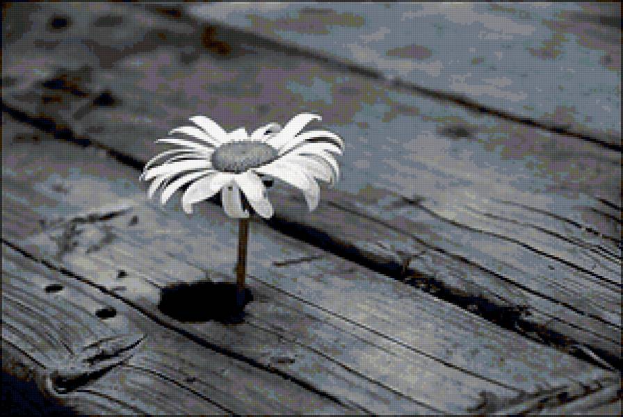 цветы - предпросмотр