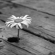 Схема вышивки «цветы»