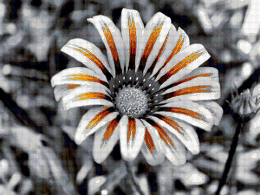 цветы - предпросмотр