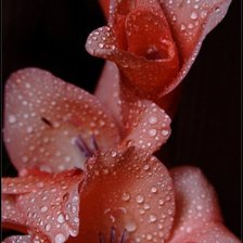 Схема вышивки «гладиолус»