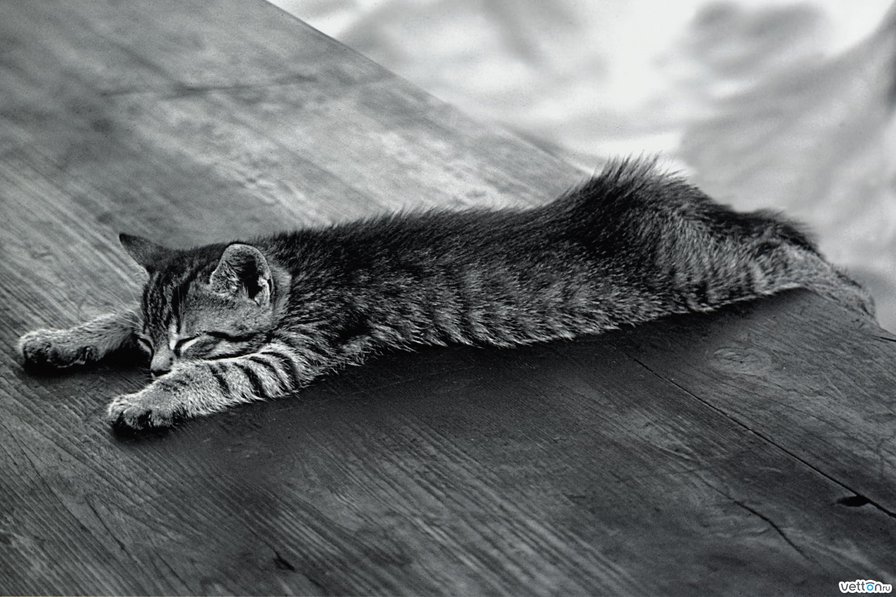 Котенок - оригинал