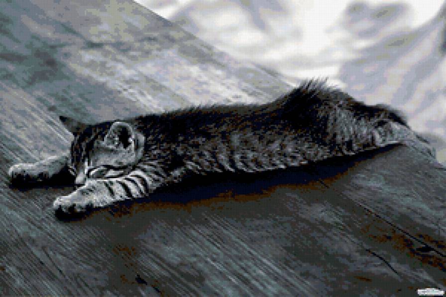 Котенок - предпросмотр