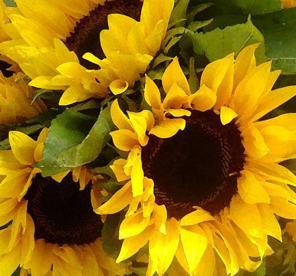 89873 - розы, цветы, букет, цветок, роза - оригинал