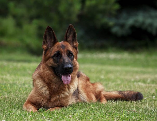 немецкая овчарка лежит - оригинал