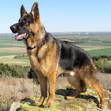 Схема вышивки «немецкая овчарка на холме»