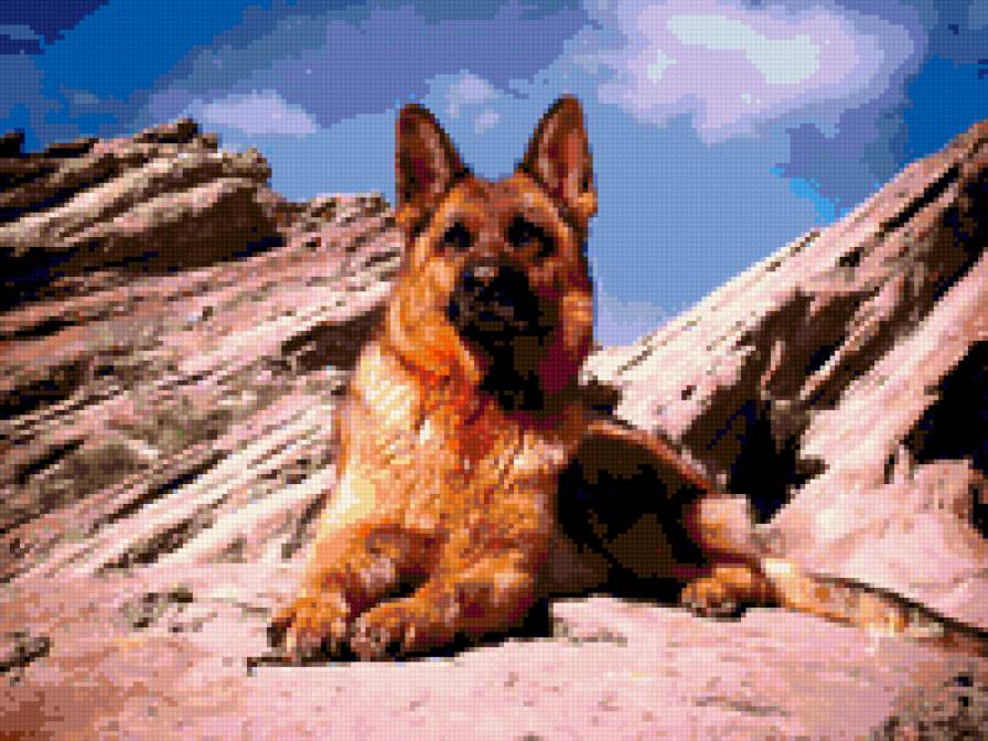 немецкая овчарка в горах - предпросмотр