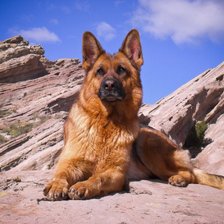 Схема вышивки «немецкая овчарка в горах»