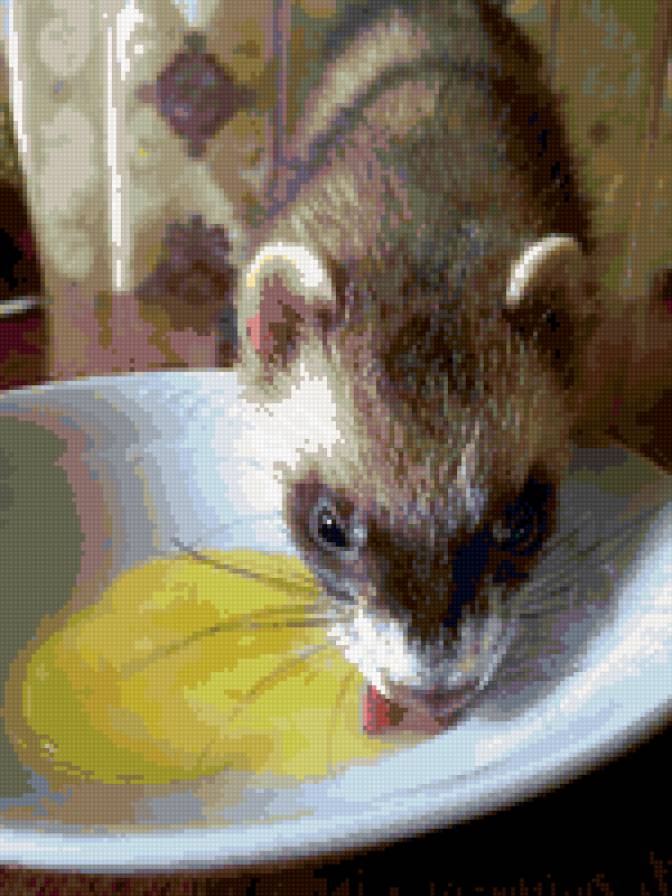 Хорек - животные, хорек - предпросмотр