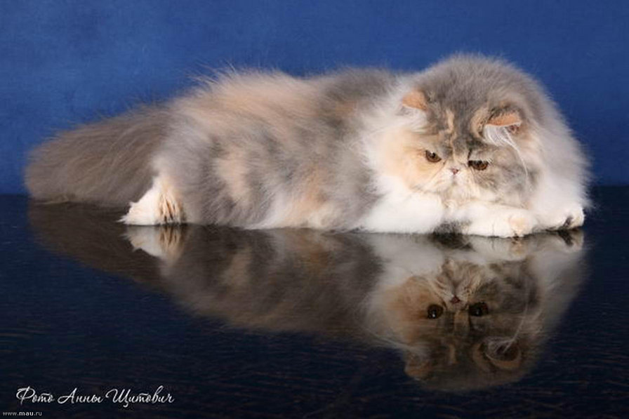 Пушистый  друг - кошка - оригинал