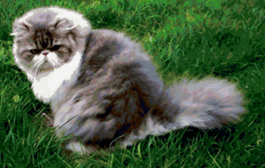 Серия : кошки - перс - предпросмотр