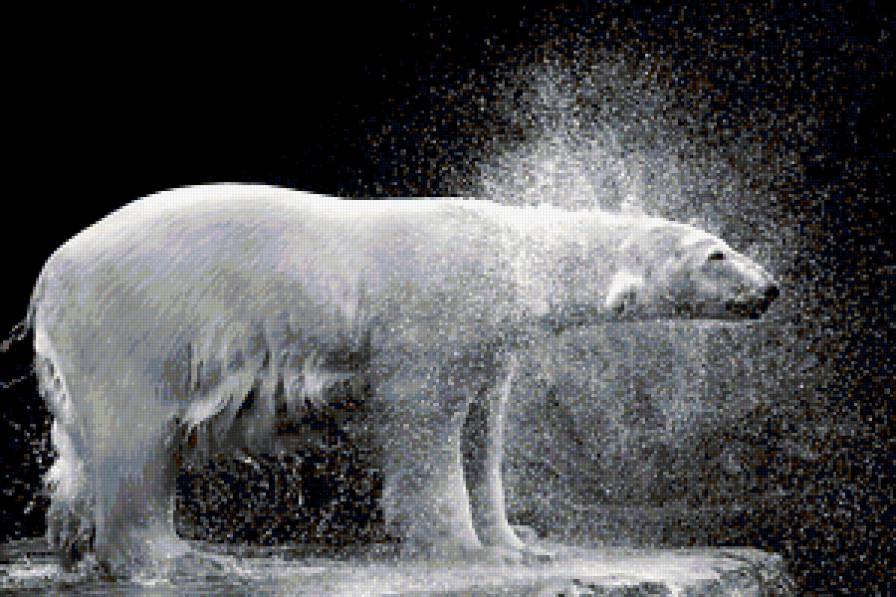 Белый медведь - предпросмотр