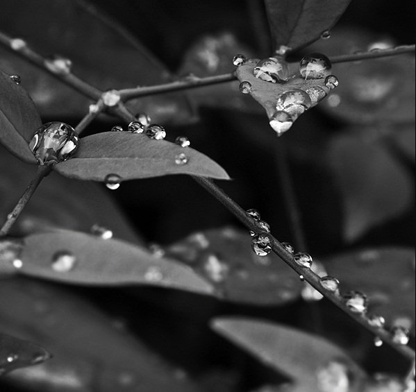 Цветы - оригинал