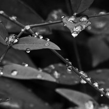 Схема вышивки «Цветы»