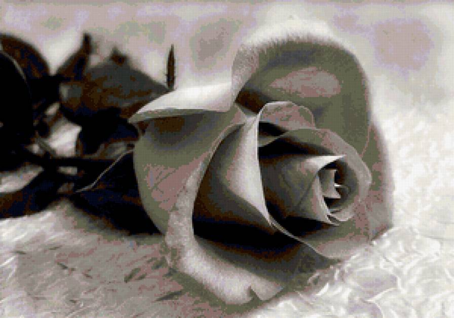 Розы - предпросмотр