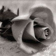 Схема вышивки «Розы»