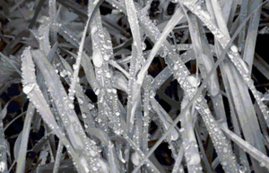 Трава - предпросмотр