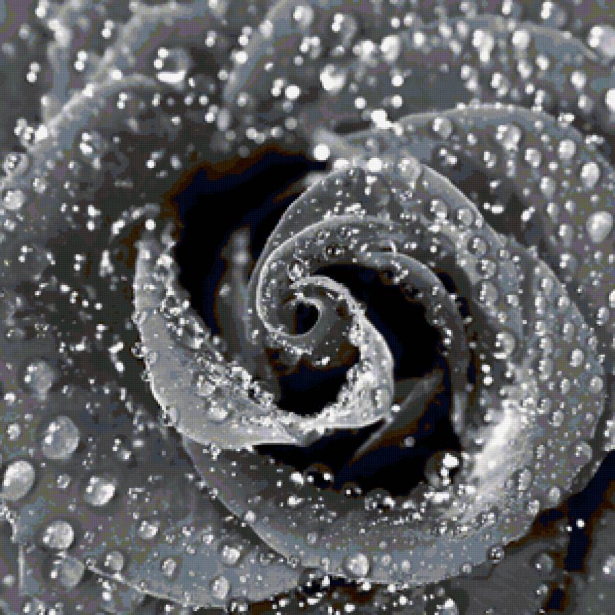 Розы - предпросмотр