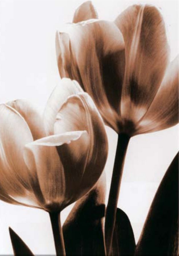 Цветы - оригинал