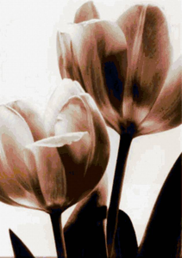 Цветы - предпросмотр