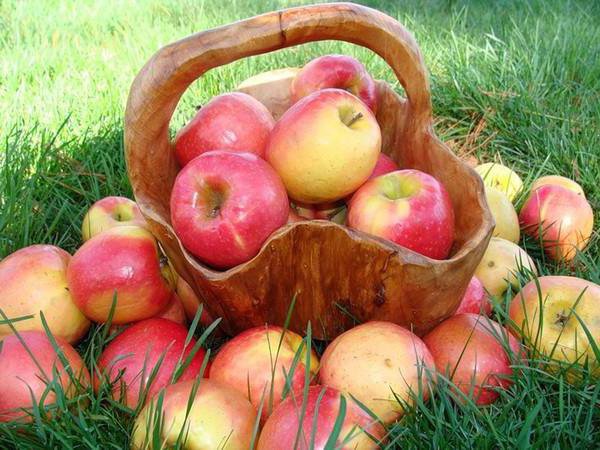 яблочки - фрукты - оригинал