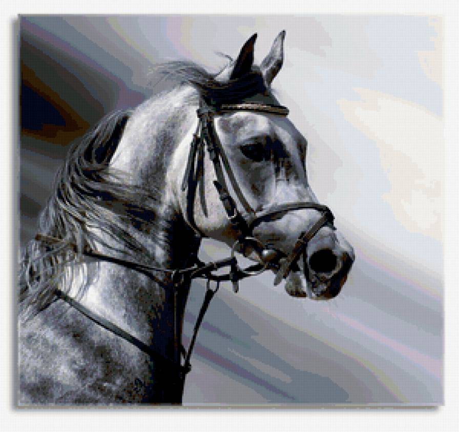 конь - лошадь, конь - предпросмотр