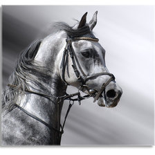 Оригинал схемы вышивки «конь» (№210552)