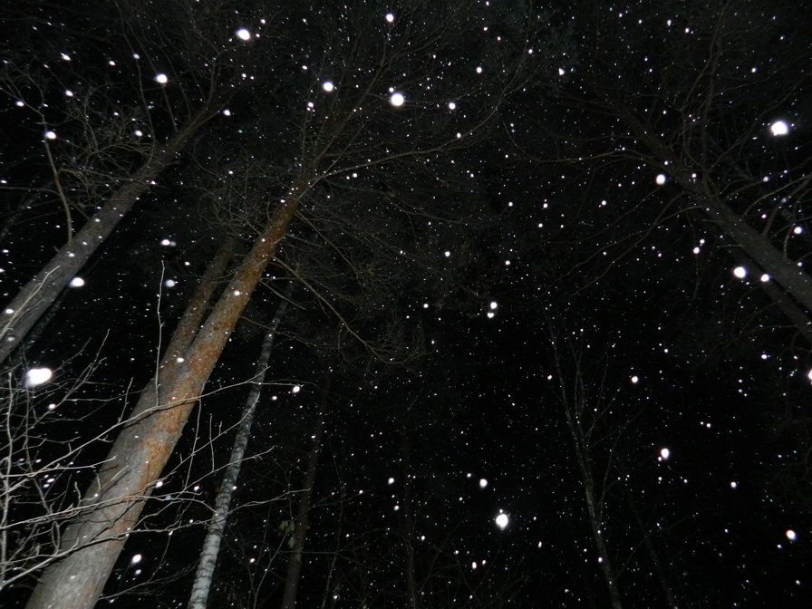 Зимний ночной лес - оригинал