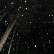Зимний ночной лес