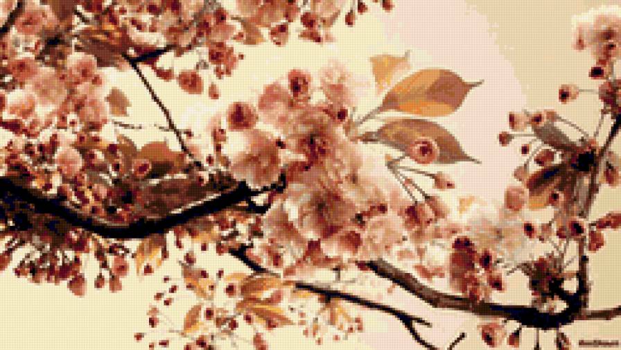 нежная сакура - сакура, цветы - предпросмотр