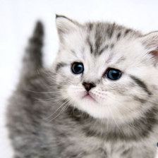 Схема вышивки «котик»