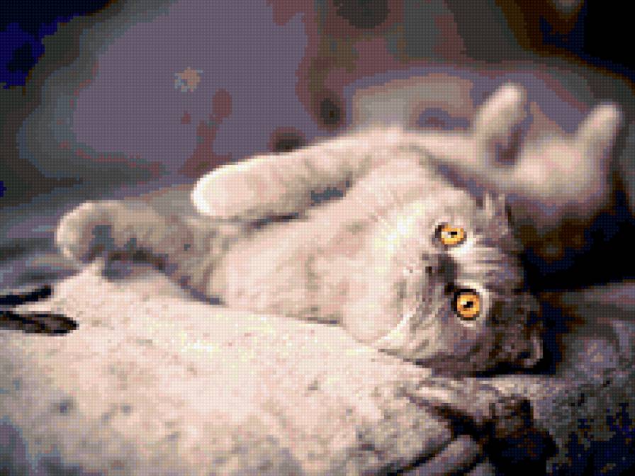 Кот - животные, кот, британский котенок - предпросмотр