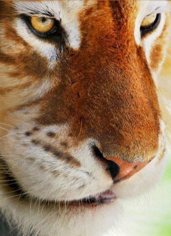 №211572 - тигр - оригинал