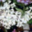 Предпросмотр схемы вышивки «сирень» (№211682)