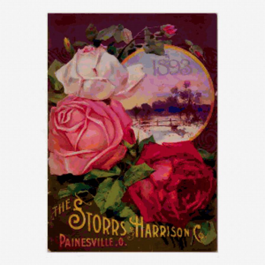 Розы - старые открытки, винтаж, цветы, розы - предпросмотр