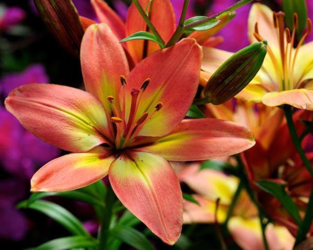 67543 - розы, букет, роза, цветок, цветы - оригинал