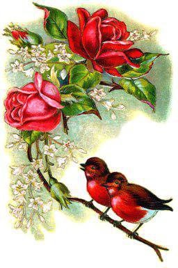 65974 - малиновка, роза, веточка, песенка, голубк, снегирь, цветы, птицы - оригинал