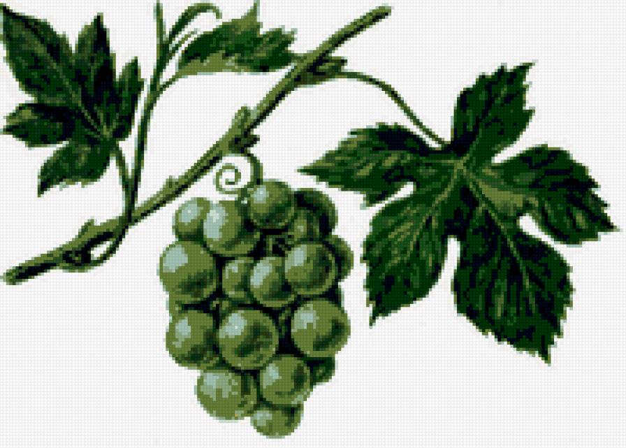 Виноград - виноград, растение - предпросмотр