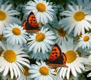 878575 - букет, роза, розы, бабочки, ромашки, цветок, цветы, бабочка - оригинал