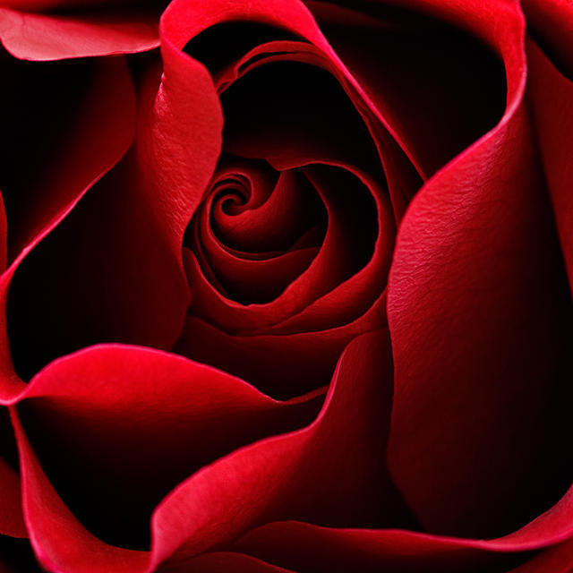 786897 - цветы, цветок, букет, розы, роза - оригинал