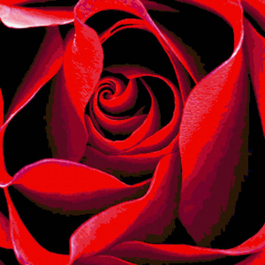 786897 - розы, цветы, цветок, роза, букет - предпросмотр