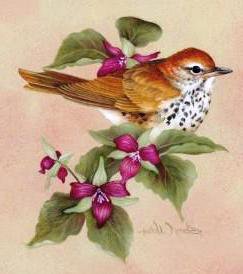 679035 - бабочка, роза, птичка, природа, птицы, птеньчик, птенец, птаха, скворец - оригинал